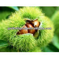 Organic Fresh Chestnut